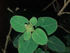 Colignonia