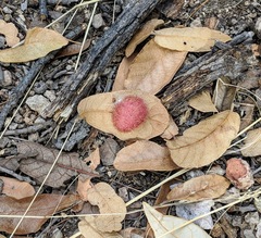 Cynips quercusnubila