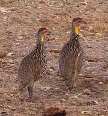 Pternistis leucoscepus