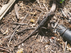 Diporiphora