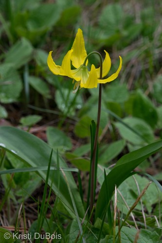 iNaturalist observation 2017-04-30