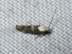 Mompha murtfeldtella