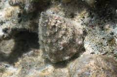 Tectus dentatus