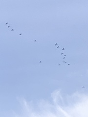 Branta hutchinsii