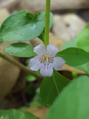 Dyschoriste humistrata