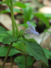 Dyschoriste humistrata