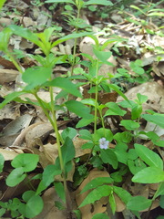 Dyschoriste humistrata