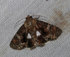 Ecpatia longinquua