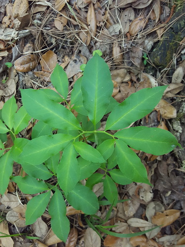 Arisaema dracontium