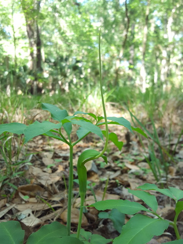 Arisaema dracontium