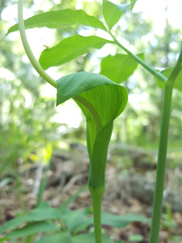 Arisaema dracontium