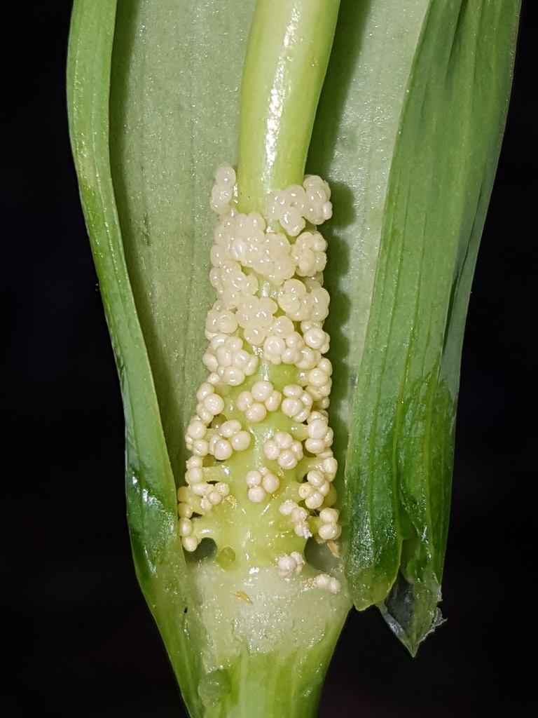 Arisaema dracontium, Alachua County, FL, USA