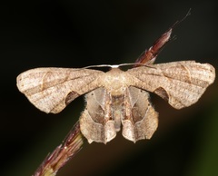 Phazaca leucocera