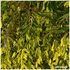 Ailanthus triphysa