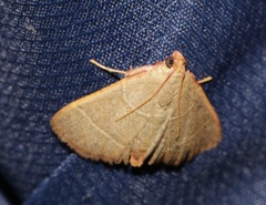 Hypsopygia nonusalis