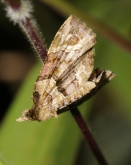 Chaetolopha incurvata