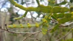 Korthalsella complanata