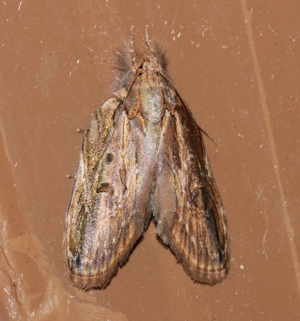 Lamprothripa scotia