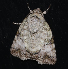 Blenina quinaria