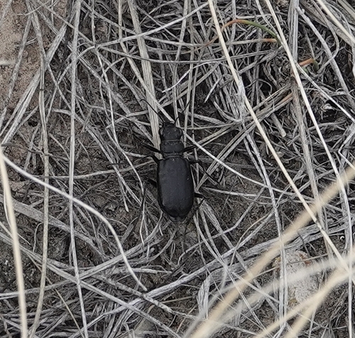 Prairie Long-lipped Tiger Beetle photo 5