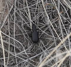 Cicindela nebraskana