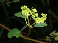 Colignonia