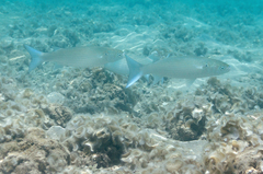 Crenimugil crenilabis