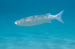 Crenimugil crenilabis