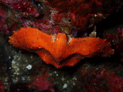 Cryptolithodes typicus