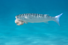 Crenimugil crenilabis