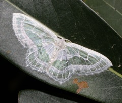 Pseudeuchlora kafebera