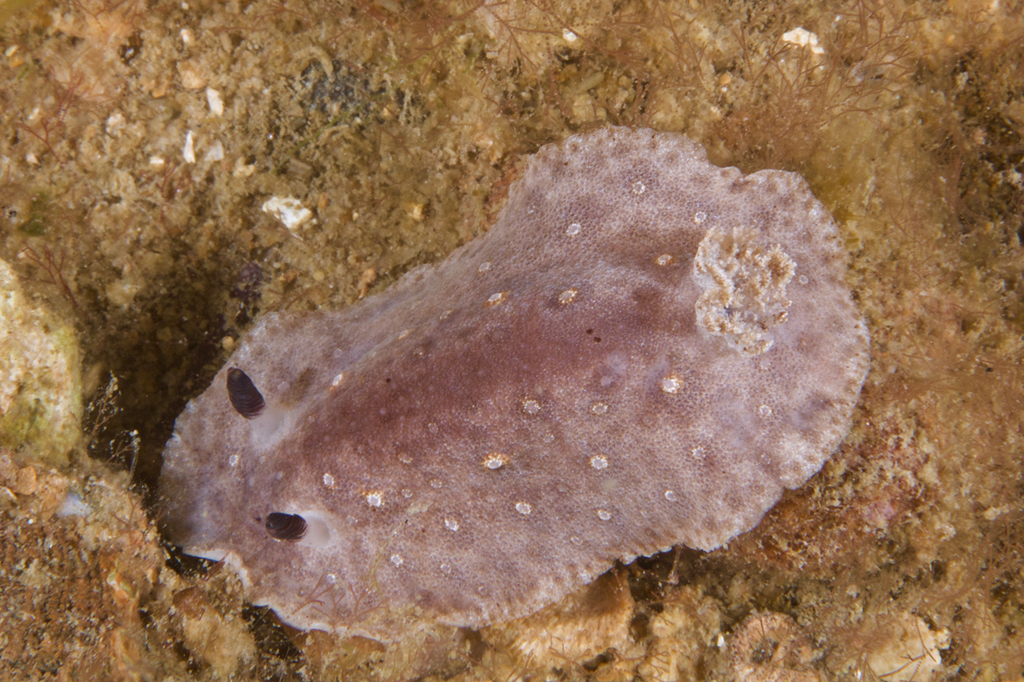Paradoris