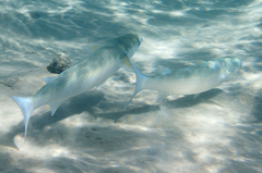 Crenimugil crenilabis