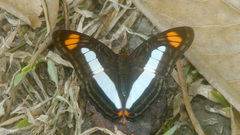Adelpha paraena