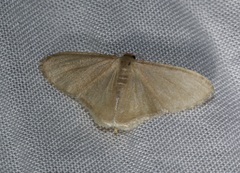 Lophophleps triangularis