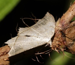 Oxymacaria temeraria