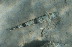 Saurida gracilis