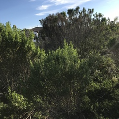 Baccharis pilularis consanguinea