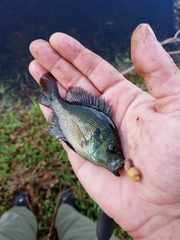 Lepomis punctatus
