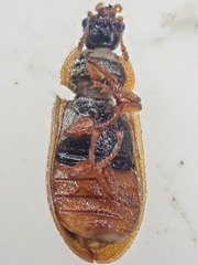 Eronyxa pallida