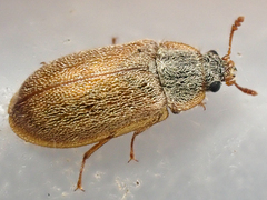 Eronyxa pallida