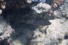 Cheilodipterus macrodon