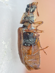 Eronyxa pallida