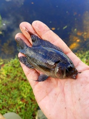 Cichlasoma bimaculatum