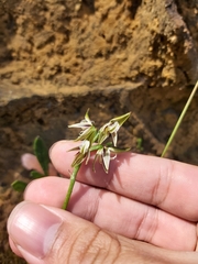 Prasophyllum striatum