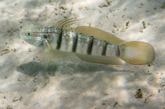 Amblygobius albimaculatus