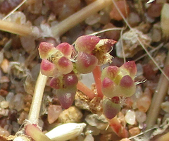 Portulaca hereroensis image