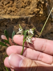 Prasophyllum striatum