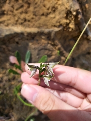 Prasophyllum striatum