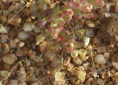 Portulaca hereroensis image